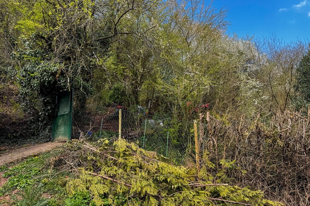 Blick ins Grüne