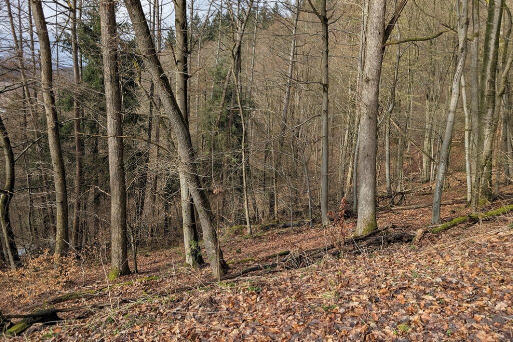 Blick auf Bestockung