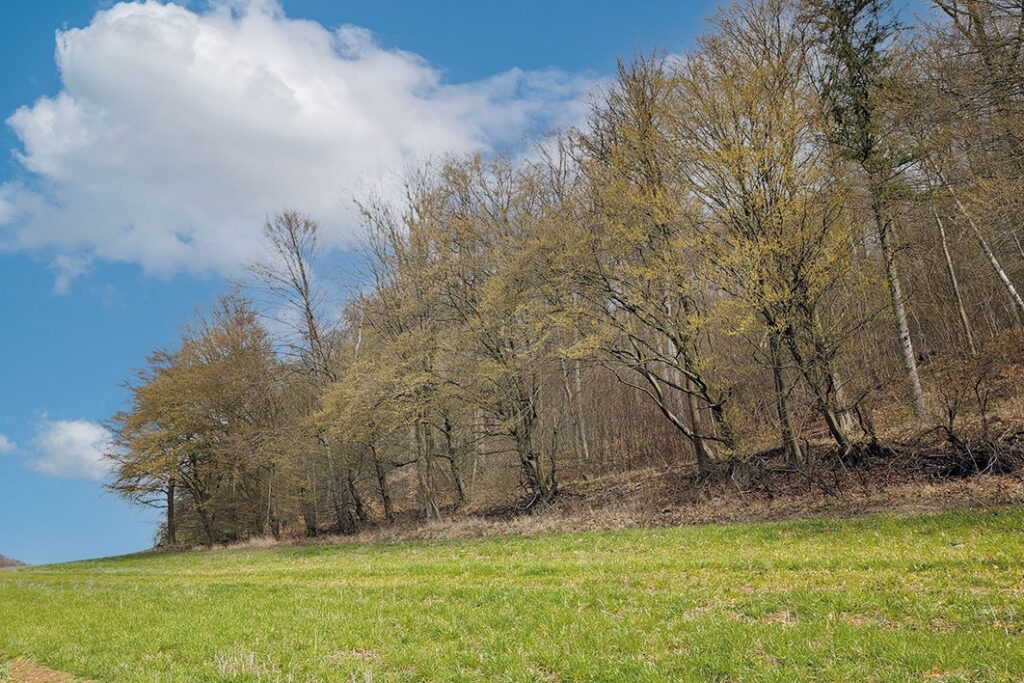 Grünfläche und Bäume