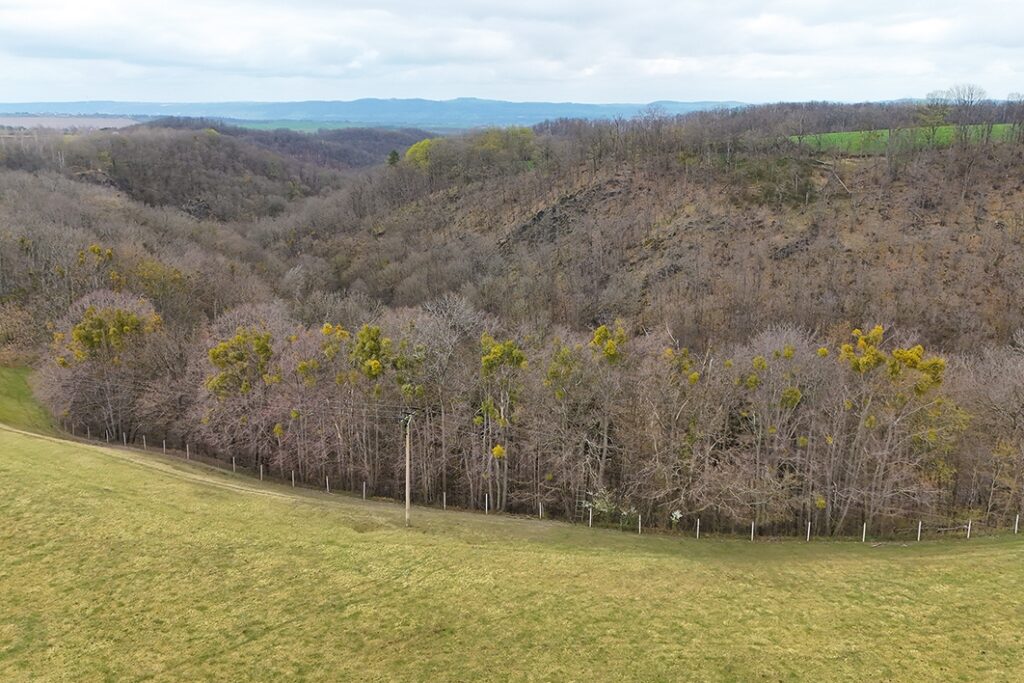 Blick auf den Wald
