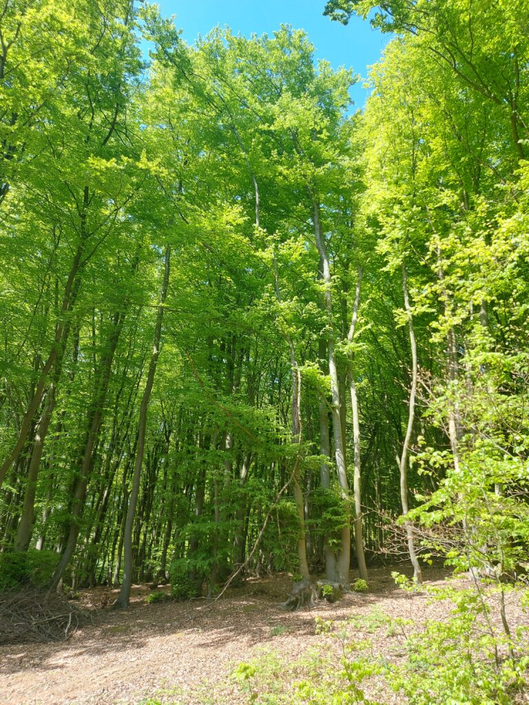 Wald